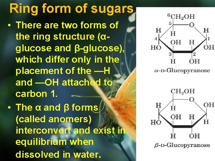 Ring form of sugars • There are two forms of the ring structure (αglucose