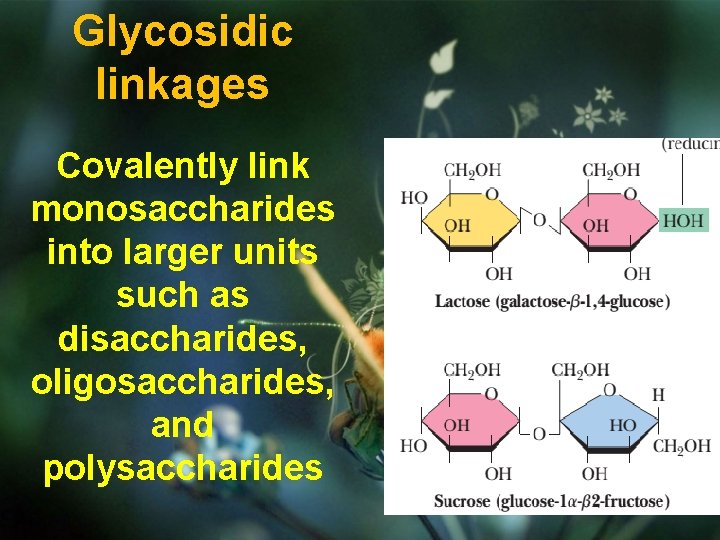 Glycosidic linkages Covalently link monosaccharides into larger units such as disaccharides, oligosaccharides, and polysaccharides