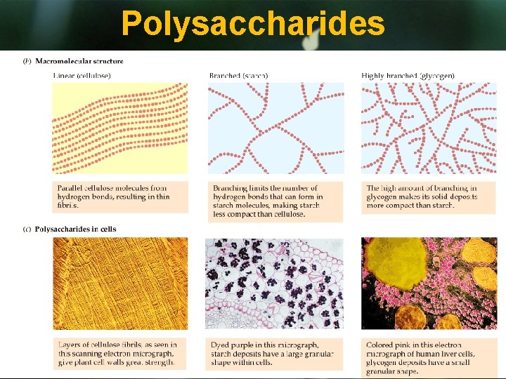 Polysaccharides 