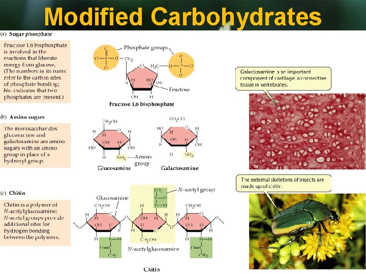 Modified Carbohydrates 