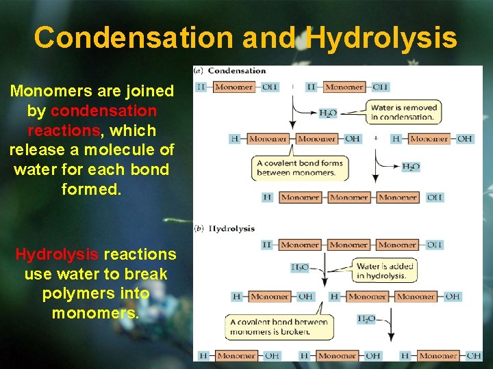 Condensation and Hydrolysis Monomers are joined by condensation reactions, which release a molecule of