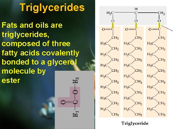 Triglycerides Fats and oils are triglycerides, composed of three fatty acids covalently bonded to