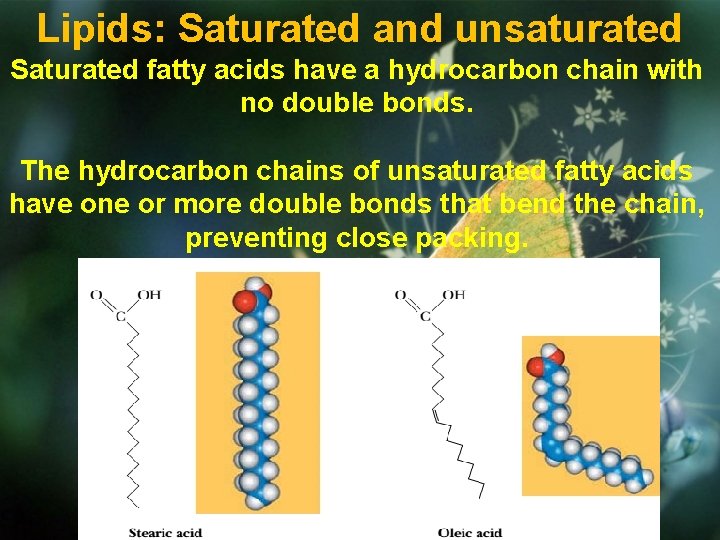Lipids: Saturated and unsaturated Saturated fatty acids have a hydrocarbon chain with no double