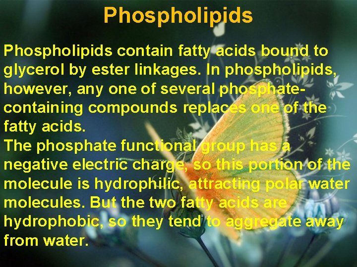 Phospholipids contain fatty acids bound to glycerol by ester linkages. In phospholipids, however, any