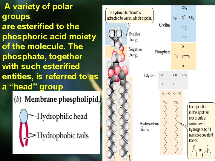 A variety of polar groups are esterified to the phosphoric acid moiety of the