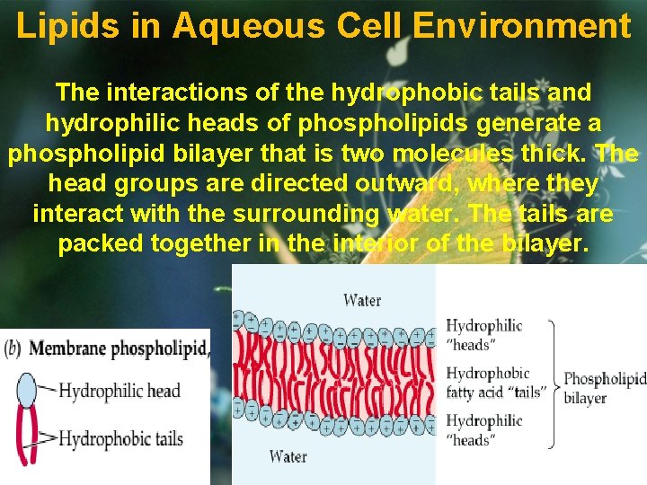 Lipids in Aqueous Cell Environment The interactions of the hydrophobic tails and hydrophilic heads
