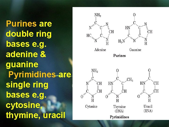 Purines are double ring bases e. g. adenine & guanine Pyrimidines are single ring