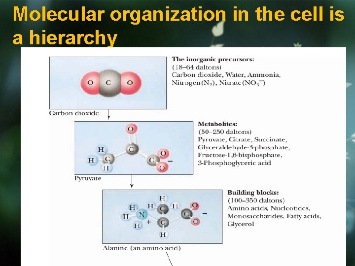 Molecular organization in the cell is a hierarchy 