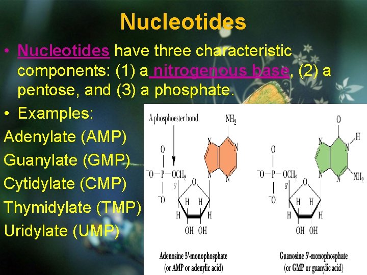 Nucleotides • Nucleotides have three characteristic components: (1) a nitrogenous base, (2) a pentose,