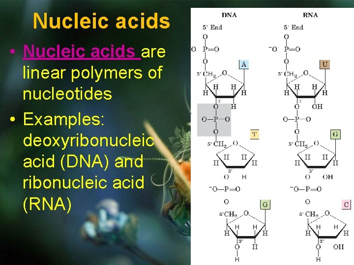 Nucleic acids • Nucleic acids are linear polymers of nucleotides • Examples: deoxyribonucleic acid