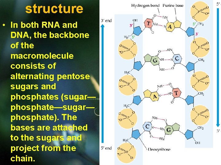 structure • In both RNA and DNA, the backbone of the macromolecule consists of