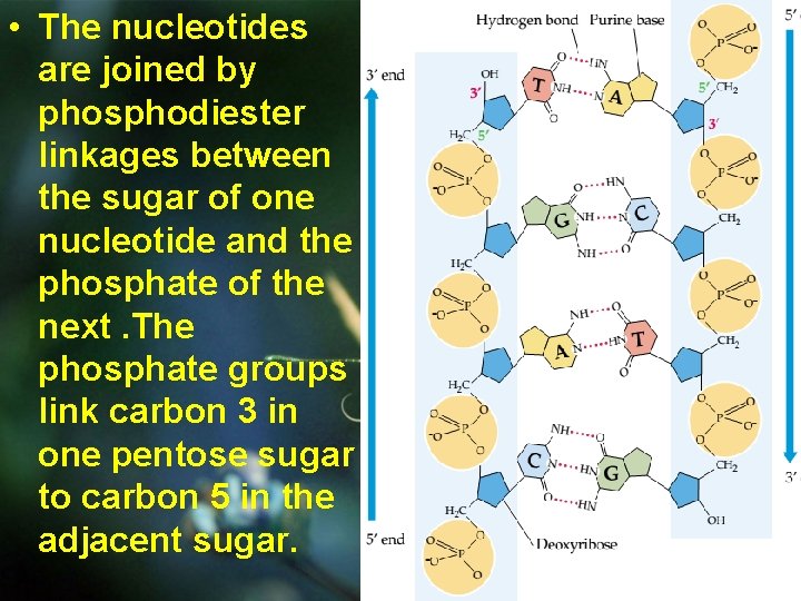  • The nucleotides are joined by phosphodiester linkages between the sugar of one