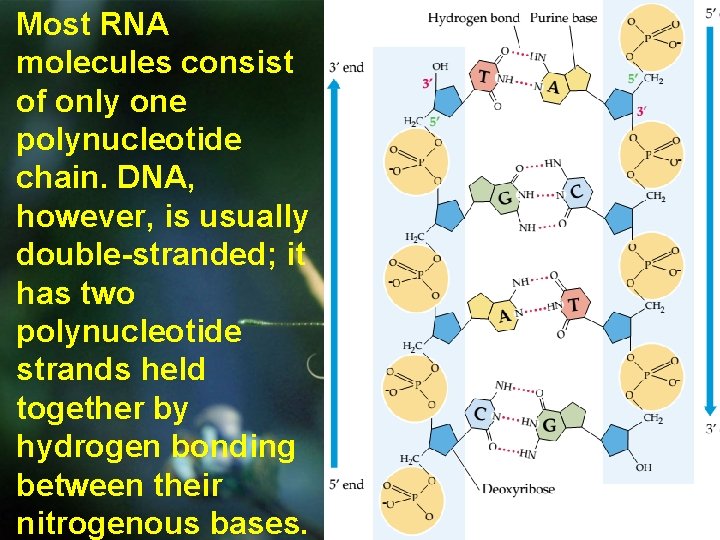  • Most RNA molecules consist of only one polynucleotide chain. DNA, however, is