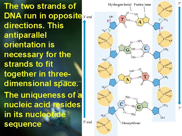  • The two strands of DNA run in opposite directions. This antiparallel orientation