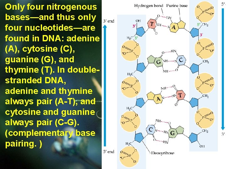 Only four nitrogenous bases—and thus only four nucleotides—are found in DNA: adenine (A), cytosine