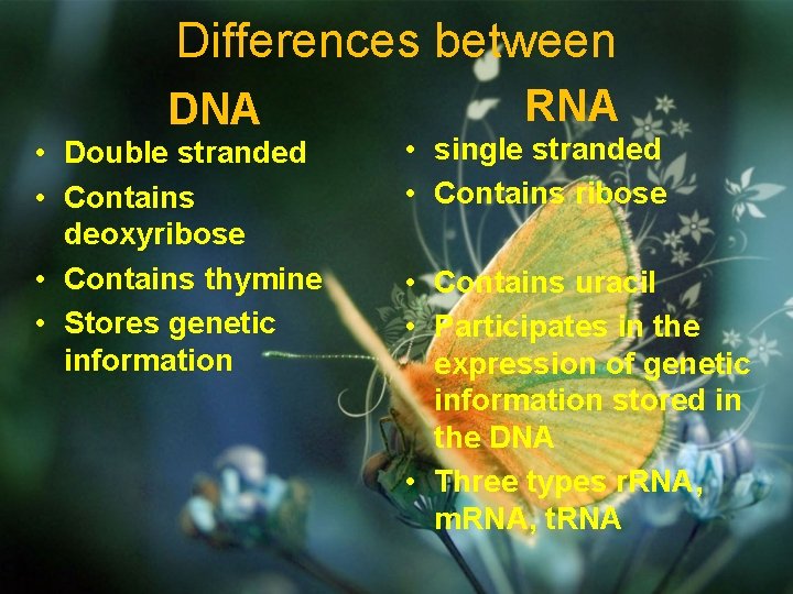 Differences between DNA • Double stranded • Contains deoxyribose • Contains thymine • Stores