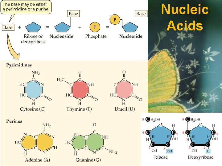 Nucleic Acids 