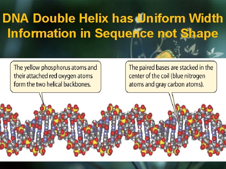 DNA Double Helix has Uniform Width Information in Sequence not Shape 
