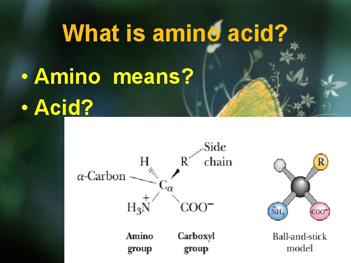 What is amino acid? • Amino means? • Acid? 