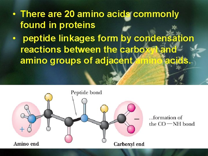  • There are 20 amino acids commonly found in proteins • peptide linkages