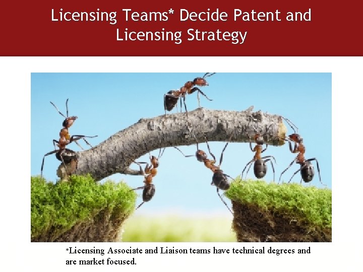 Licensing Teams* Decide Patent and Licensing Strategy *Licensing Associate and Liaison teams have technical