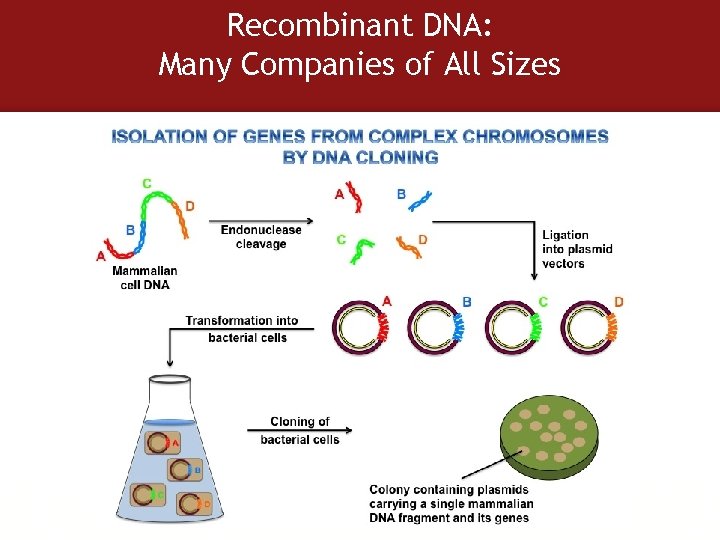 Recombinant DNA: Many Companies of All Sizes 