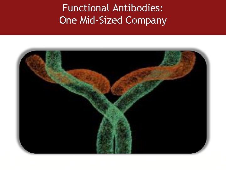 Functional Antibodies: One Mid-Sized Company 