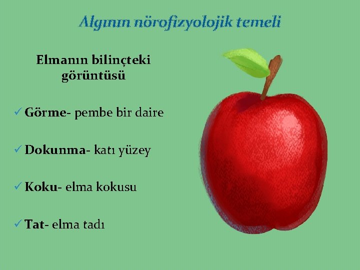 Algının nörofizyolojik temeli Elmanın bilinçteki görüntüsü ü Görme- pembe bir daire ü Dokunma- katı