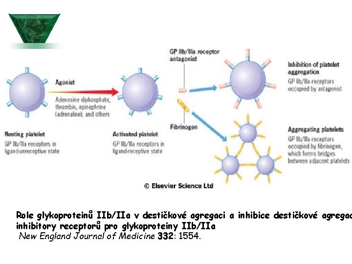 Role glykoproteinů IIb/IIa v destičkové agregaci a inhibice destičkové agregac inhibitory receptorů pro glykoproteiny