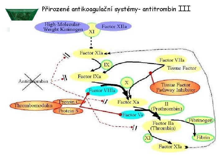Přirozené antikoagulační systémy- antitrombin III 