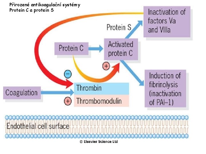 Přirozené antikoagulační systémy Protein C a protein S 