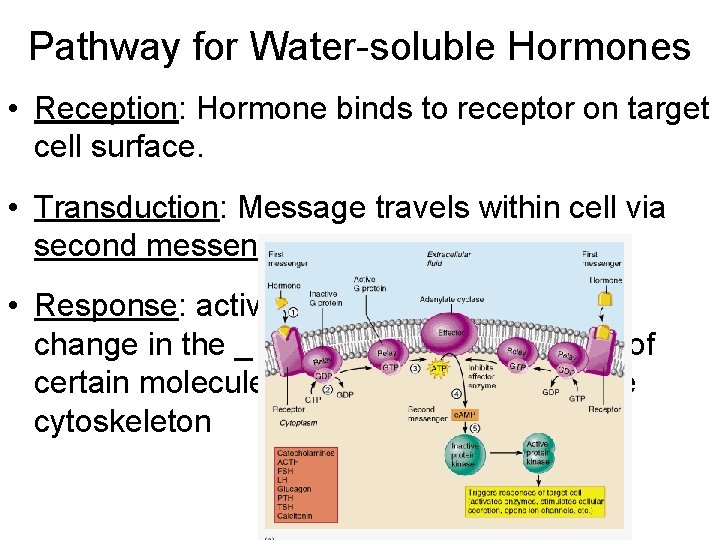 Pathway for Water-soluble Hormones • Reception: Hormone binds to receptor on target cell surface.