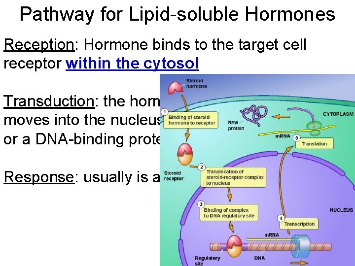 Pathway for Lipid-soluble Hormones Reception: Hormone binds to the target cell receptor within the