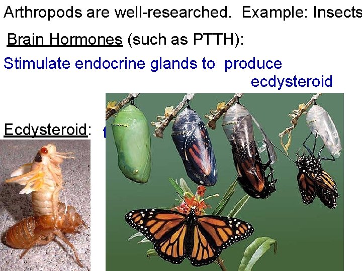 Arthropods are well-researched. Example: Insects Brain Hormones (such as PTTH): Stimulate endocrine glands to