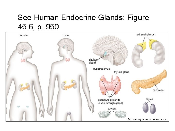 See Human Endocrine Glands: Figure 45. 6, p. 950 