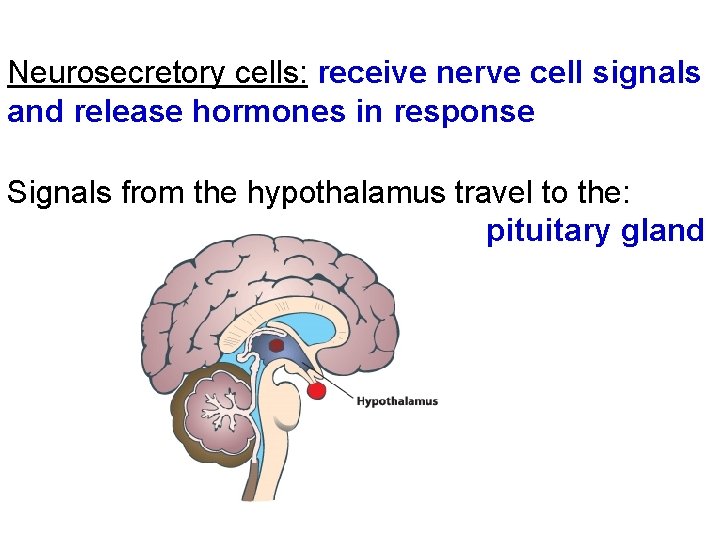 Neurosecretory cells: receive nerve cell signals and release hormones in response Signals from the