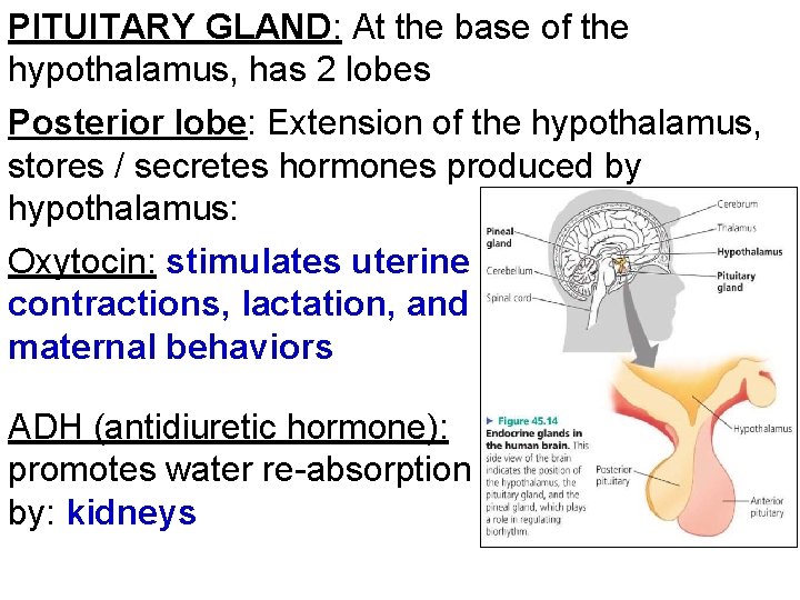PITUITARY GLAND: At the base of the hypothalamus, has 2 lobes Posterior lobe: Extension