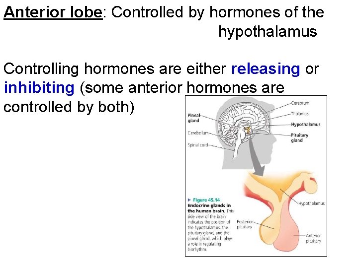 Anterior lobe: Controlled by hormones of the hypothalamus Controlling hormones are either releasing or