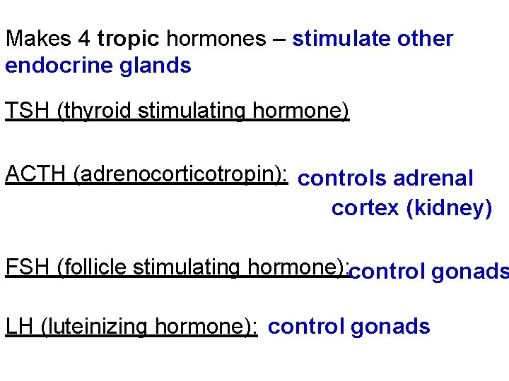 Makes 4 tropic hormones – stimulate other endocrine glands TSH (thyroid stimulating hormone) ACTH