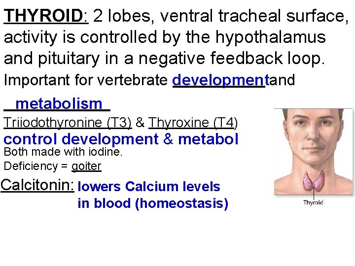 THYROID: 2 lobes, ventral tracheal surface, activity is controlled by the hypothalamus and pituitary
