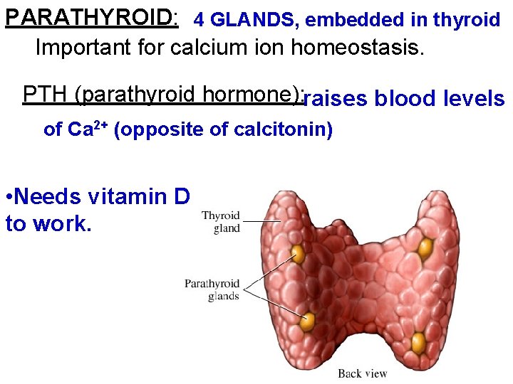 PARATHYROID: 4 GLANDS, embedded in thyroid Important for calcium ion homeostasis. PTH (parathyroid hormone):