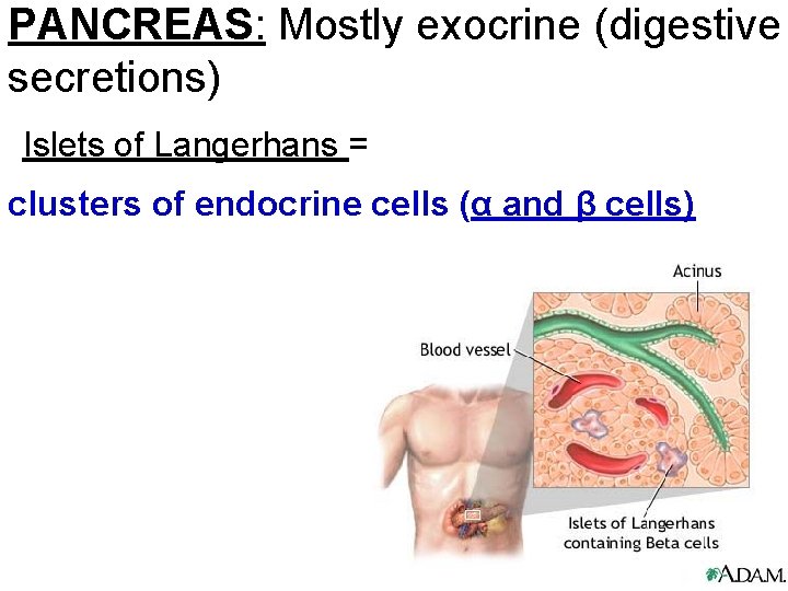 PANCREAS: Mostly exocrine (digestive secretions) Islets of Langerhans = clusters of endocrine cells (α