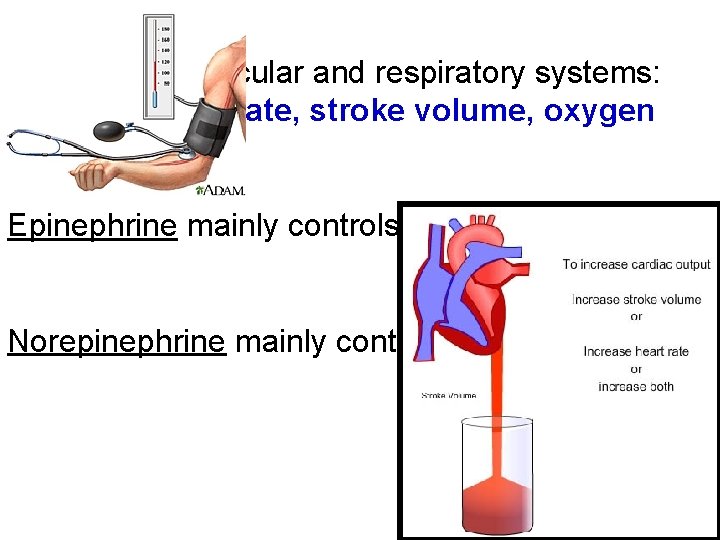 Affect cardiovascular and respiratory systems: Increase heart rate, stroke volume, oxygen delivery Epinephrine mainly