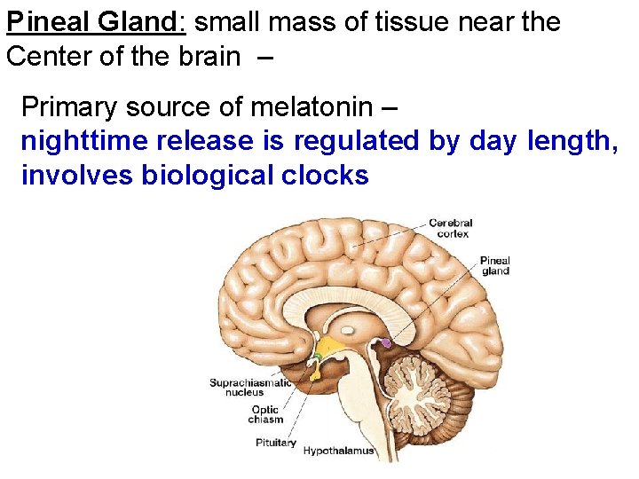 Pineal Gland: small mass of tissue near the Center of the brain – Primary