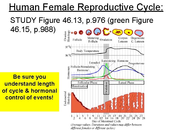 Human Female Reproductive Cycle: STUDY Figure 46. 13, p. 976 (green Figure 46. 15,