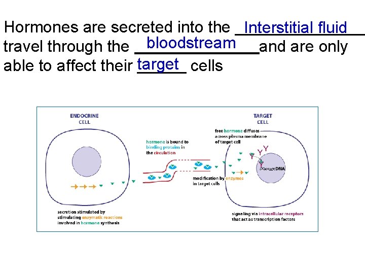 Hormones are secreted into the ________ Interstitial fluid travel through the bloodstream and are