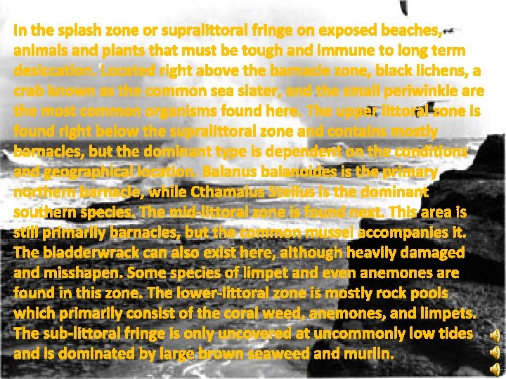 In the splash zone or supralittoral fringe on exposed beaches, animals and plants that