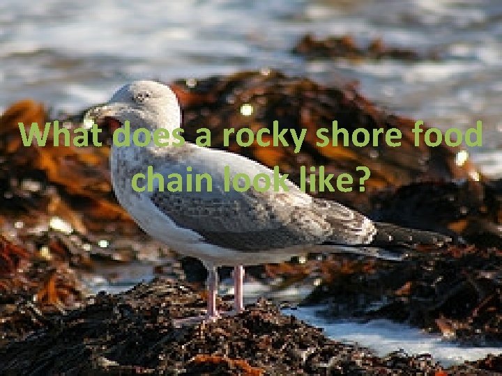 What does a rocky shore food chain look like? 