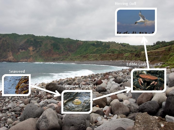 Herring Gull Edible Crab Seaweed Common Limpet 