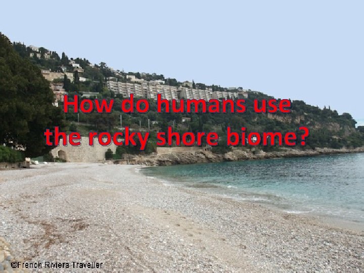 How do humans use the rocky shore biome? 